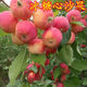 芃畔沙果樹苗小蘋果花紅果樹苗糖心沙果苗蘋果樹苗盆栽南方北方種植 六年壯苗結(jié)果多多高豐產(chǎn)