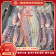 潮海堂深海金線魚(yú)一夜埕云夢(mèng)魚(yú)刀鯉腌制一夜咸魚(yú)海鮮水產(chǎn)冷凍年貨送禮 金線魚(yú)450g/袋（2-3條）一夜埕