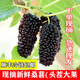 5斤裝新鮮桑葚果順豐冷鏈現摘黑桑椹孕婦時(shí)令水果酵素泡酒桑果甜 現摘桑葚/5斤裝