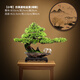 臻凡仿真綠植盆景植物盆栽家居客廳玄關(guān)辦公室桌面裝飾假樹迎客松擺件 【小號(hào)】江山如畫-崖柏