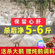 柒島鵝肉大鵝生鮮白鵝新鮮整只鵝肉鮮鵝農家老土鵝冷凍大白條鵝現殺 5-6斤大鵝（普通快遞）
