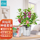 IAM City Farmer鳳仙花種子DIY兒童種植小盆栽 幼兒園學生實驗套裝種植作業(yè)10083