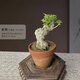 CLCEY黃荊老樁盆景精品怪樁生樁熟樁盆景素材耐旱植物陽(yáng)臺庭院小盆景 紅陶盆10年矮霸老樁黃荊 帶盆栽好