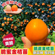 脆蜜金桔苗脆皮金桔樹(shù)苗新品種脆蜜金柑無(wú)籽新品種融安大甜果樹(shù)苗 脆蜜金桔(大果) 五年苗帶土帶葉發(fā)貨