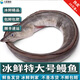鹿凌青【淡水魚】鮮活河鰻 白鰻魚現(xiàn)捕現(xiàn)發(fā) 冰鮮海鰻魚 【冰鮮】海鰻（3.9-4.3斤 ）1條