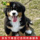 佳朔純種伯恩山幼犬血統精品家養寵物狗狗活體幼崽小狗 寵物級 【精品伯恩山犬】