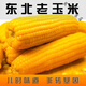 可局東北老玉米棒黃笨玉米有嚼勁老式代餐新鮮非即食真空包裝 10根優(yōu)質(zhì)品質(zhì)黃大棒【超劃算】