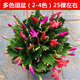 種花迷多色蟹爪蘭花苗盆栽帶花苞四季開花重瓣抓蓮好養(yǎng)易活室內(nèi)花 精品原盆土25-30棵混色/帶花苞 含盆