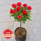 歐悟四季開(kāi)花樹(shù)狀月季花苗庭院別墅陽(yáng)臺盆栽地栽薔薇花苗花卉老樁歐月 鉆石玫瑰紅1.5厘米粗 帶原土發(fā)貨