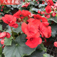 雅卉重瓣麗格海棠玫瑰海棠花盆栽帶花發(fā)貨客廳臥室陽(yáng)臺(tái)花卉盆栽四季開 玫瑰海棠(紅色) 不含盆