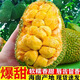 新鮮榴蓮蜜小個尖蜜拉尖不拉多肉巴掌迷你濕包熱帶水果現(xiàn)摘包郵 5-7斤