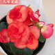 雅卉重瓣麗格海棠玫瑰海棠花盆栽帶花發(fā)貨客廳臥室陽(yáng)臺(tái)花卉盆栽四季開 玫瑰海棠(桔色) 不含盆
