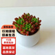 行湘多肉植物肉肉室內(nèi)桌面花卉盆栽 虹之玉+小米缸陶瓷盆  源頭直發(fā)