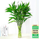 森岳大葉竹水培養植物花卉  綠植室內好養竹子 富貴竹水養鮮花 富貴竹70-80厘米10株 不含瓶