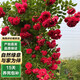 泰西絲紅木香花苗爬藤花卉盆栽庭院不含盆 紅木香約50-80CM 源頭直發(fā)