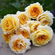 元井月季花苗樹(shù)苗當(dāng)年開(kāi)花薔薇花苗爬藤特大花卉盆栽地載庭院爬墻月季 碧翠絲【不爬藤】