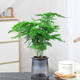 綠有意綠蘿水培綠植物盆栽室內發(fā)財樹(shù)富貴竹文綠籮薄荷多肉花卉四季好養 文竹【繁星盆】 含盆