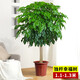 歐芽  幸福樹(shù)客廳大盆栽室內好養花卉盆景綠植辦公室常青植物 【精品幸福樹(shù)】獨桿高1.1-1.3米 帶盆栽好