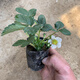 瑤草奇花草莓苗奶油地栽四季結果盆栽食用秧苗特大棚露天陽(yáng)臺種植當年結果 黑色育苗盆1盆