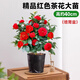 卉軒居六角大紅山茶花盆栽帶花苞植物花卉室內陽(yáng)臺五色赤丹茶花樹(shù)苗四季 精品紅色茶花多分支40cm【原盆】