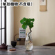 臨雅水培圓葉福祿桐錢多多盆栽花卉植物客廳室內(nèi)桌面茶幾懶人水養(yǎng)綠植 造型錢多多福祿桐一盆[單發(fā)植物]