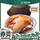 半藍(lán)島鮮活赤貝超大新鮮毛蚶血蛤蜊赤貝肉凈肉毛蛤蜊日料刺身大連海鮮 簡裝 鮮活大赤貝 1000g 一份