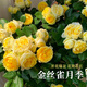 京云夢歐月金絲雀花卉盆栽薔薇月季四季開花易養(yǎng)護金絲雀加侖盆源頭直發(fā)