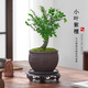 開時果 小葉紫檀盆栽桌面綠植黑骨茶 好養(yǎng)活辦公室植物盆景源頭直發(fā)包郵 獨桿款：福字陶瓷盆+苔蘚+底托