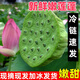 閩果嘉現摘嫩蓮蓬新鮮生吃蓮子應季水果當季孕婦非湖北洪湖 新鮮嫩蓮蓬【凈重3斤】
