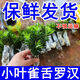 正宗南通小葉雀舌羅漢松 樹(shù)苗 盆景庭院室內造型室外客廳批發(fā)春季 【5-10厘米】小葉雀舌羅漢松 10顆