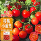 IDEAL理想農(nóng)業(yè) 圣女果番茄種子水果西紅柿種子櫻桃小番茄種籽100粒盲盒
