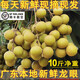 廣東高州儲良新鮮龍眼5/10斤現(xiàn)摘現(xiàn)發(fā)正宗桂圓野生石小硤龍眼整箱 10斤 裝儲良龍眼丨爽嫩脆甜