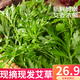 柏饞 艾草新鮮 艾葉 現(xiàn)摘嫩草 食用艾蒿 清明草粑粑青團(tuán) 1000g