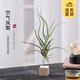 開時果 空氣鳳梨無土綠植物創(chuàng)意盆栽 禮品禮物空鳳好養(yǎng)擺件源頭直發(fā)包郵 美杜莎+方塊木托
