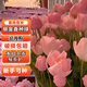 譽(yù)滿園郁金香種球水培5度球花卉綠植種子土培植物水養(yǎng)盆栽郁金香花種子 浪漫粉郁金香種球 郁金香種球5個(gè)含圓玻璃瓶營(yíng)養(yǎng)液
