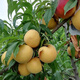 爾瀾帶盆栽好嫁接黃金蜜桃樹(shù)苗露天庭院陽(yáng)臺盆栽地栽果樹(shù)苗木源頭直發(fā)