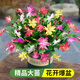 花翁新品蟹爪蘭盆栽綠植花卉 多色50-60顆+仿木桶盆源頭直發(fā)