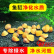 專吃魚屎糞便黃金小河蚌河蜆淡凈水觀賞螺鮮活物黃金螺貝殼苗活體 河蜆10顆送8顆備損(凈水觀賞）