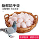 守山翁新鮮農家散養鴿子蛋順豐包郵五谷雜糧喂養鴿廠(chǎng)直發(fā)孕婦寶寶 鴿子蛋20枚