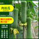 蔬菜籽種大全四季辣椒種籽白菜種孑陽(yáng)臺菜種秋冬季種植香菜空心菜 桔色 肉絲瓜5克約40粒