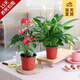開時果 白掌盆栽四季開花卉 紅掌綠植一帆風(fēng)順鴻運當(dāng)頭植物源頭直發(fā)包郵 【白掌+紅掌】原生盆各1盆