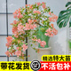 臨雅三角梅花樹(shù)苗盆栽帶花老樁特大苗漳紅櫻室內(nèi)陽(yáng)臺(tái)高端爬藤四季開(kāi)花 【馬斯】三角梅約40-50cm