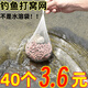 打窩袋網(wǎng)袋紗網(wǎng)袋水不溶袋急流溪流定點(diǎn)釣魚網(wǎng)兜顆粒窩料袋打窩器 久沖不散丨持久誘魚【50個(gè)裝】