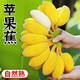 田果匠福建天寶蘋果焦（現摘現發(fā)）新鮮水果農家自種軟糯粉蕉小米焦香蕉 5斤