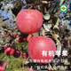 有機蘋(píng)果水果紅富士當季新鮮采摘農場(chǎng)直發(fā)不打蠟山東煙臺2025新果 有機蘋(píng)果汁260ml*6瓶