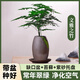 臨雅文竹盆栽造景云竹植物室內(nèi)綠植源頭直發(fā)包郵 缺口+苔蘚+紫砂托
