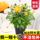 臨雅 月季花樹(shù)苗室內陽(yáng)臺花卉盆栽帶花苞四季開(kāi)花綠植物果汁陽(yáng)臺盆景 【果汁陽(yáng)臺】大苗-180#盆