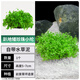 瘋狂水草坨草魚缸水草入門魚缸水培植物趴地矮珍珠水草小坨 源頭直發(fā)包郵