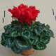 御春閣仙客來(lái)盆栽室內(nèi)花卉 兔子花 花苗兔耳花蘿卜海棠帶盆帶花帶土發(fā)貨 仙客來(lái)大紅（帶花苞）原盆原土