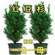 紅豆杉曼地亞紅豆杉盆景植物室內耐寒耐旱紅豆杉樹(shù)苗耐寒植物盆栽 70-80厘米高-公-母+肥+營(yíng)養盆